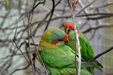 Misk lorisi ağırlıklı olarak yeşildir ve kırmızı alnı, mavi tacı ve kanadında kendine özgü sarı bir şerit ile tanımlanır..