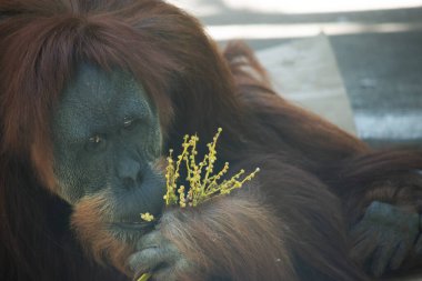 Orangutanlar en büyük ağaç memelileridir, zamanlarının çoğunu ağaçlarda geçirirler. Uzun, güçlü kollar, kavrayıcı eller ve ayaklar dalların arasından geçmelerini sağlar..