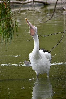Australian pelicans are one of the largest flying birds. They have a white body and head and black wings. They have a large pink bill. clipart