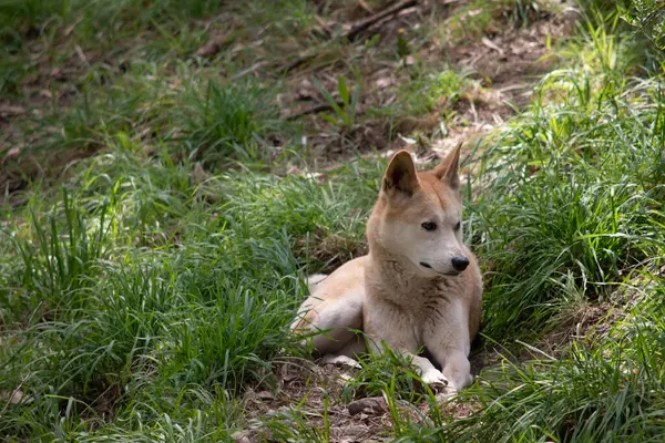 Dingolar köpek gibi kurttur. Uzun bir ağızlıkları, dik kulakları ve güçlü pençeleri vardır. Genellikle zencefilli bir ceketleri olur ve çoğunun ayaklarında, kuyruğunda ve göğsünde beyaz işaretler vardır..