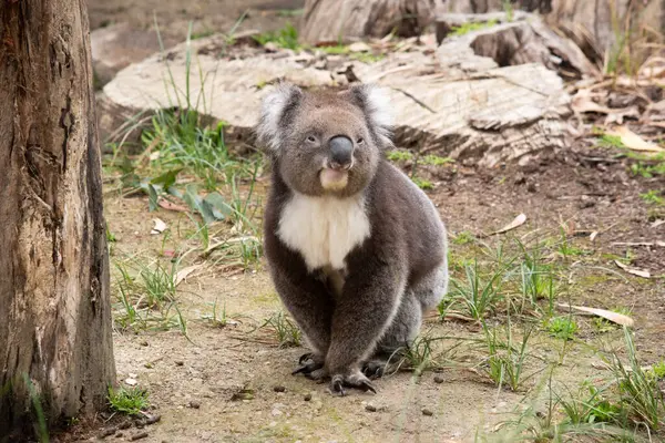 Koala Tiene Una Gran Cabeza Redonda Grandes Orejas Peludas Una — Foto de Stock