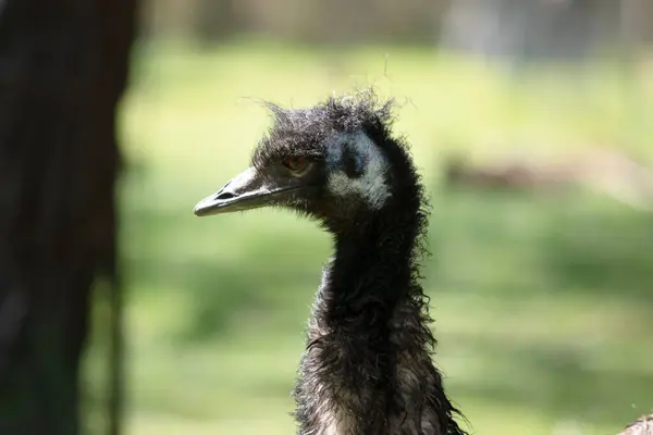 Emus São Cobertos Penas Primitivas Que São Marrom Escuro Cinza Imagens De Bancos De Imagens Sem Royalties