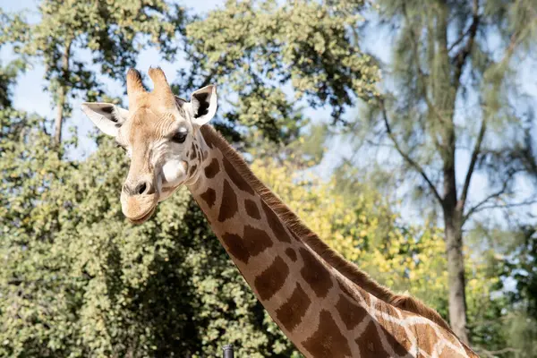 Girafa Mais Alta Todos Mamíferos Pernas Pescoço São Extremamente Longos Fotos De Bancos De Imagens