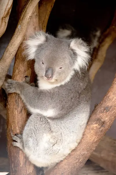 Koala Tem Uma Cabeça Redonda Grande Orelhas Peludas Grandes Nariz Fotos De Bancos De Imagens Sem Royalties