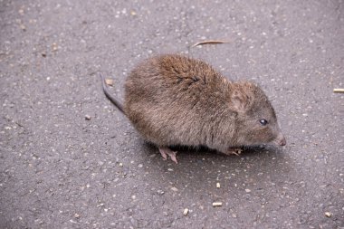 Uzun burunlu Potoro 'ların burunlarından burnuna kadar uzanan küçük bir deri parçasıyla sivrilen uzun bir burnu vardır..