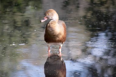 Tüylü ördeğin yüzü ve ön boynu hafiftir, taç ve arka boynu soluk kahverengidir ve sırtının üst kısmının kahverengi tüyleri ise tüylüdür..