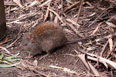 Uzun burunlu Potoro 'ların kahverengi-gri bir üst gövdesi ve daha soluk bir alt gövdesi vardır.. 