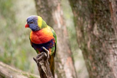 Gökkuşağı lorisinin parlak sarı-turuncu / kırmızı bir göğsü, çoğunlukla menekşe mavisi bir boğazı ve sarı-yeşil bir yakası vardır..