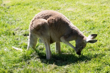 Females are smaller than males and are blue-grey with a brown tinge, pale grey below,