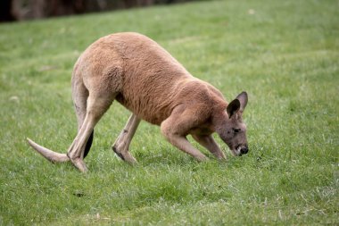 Erkek kırmızı kanguruların kırmızı-kahverengi kürkü vardır. Pençeli pençeleriyle üst uzuvları kısalmış..