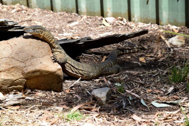 Rosenberg's monitor lizards have elongated head and neck, a relatively heavy body, a long tail, and well-developed legs. Their tongues are long, forked, and snakelike. clipart