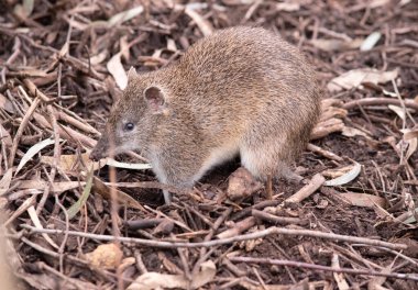 Güneyli kahverengi haydut, uzun sivri burunlu, çıplak burunlu ve kısa kuyruklu orta büyüklükte bir toprak keseli hayvan türüdür..