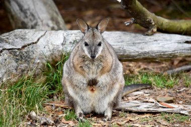 Tammar valabinin koyu grimsi üst kısımları, daha soluk alt kısımları, paslı kenarları ve uzuvları vardır. Tammar valabinin yüzünde beyaz çizgiler vardır..