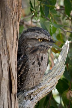Tawny-frogmouth 'un benekli gri, beyaz, siyah ve paslı tüyleri var. Tüy desenleri ölü ağaç dallarını taklit etmelerine yardımcı oluyor. Tüyleri yumuşaktır, baykuşlarınki gibi.,