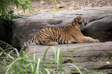 Kaplan yavruları küçük, kör ve zayıf doğar. Tüm çizgileriyle doğarlar ve altı aylık olana kadar annelerinin sütünü içerler.