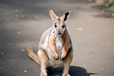 Sarı ayaklı kaya valabisi kayalık tepeye tırmanıyor.