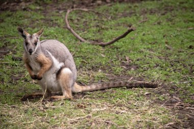 Sarı ayaklı kaya valabisi beyaz yanak çizgisi ve turuncu kulaklarıyla parlak renklidir. Üzerinde beyaz bir yan şerit ve kahverengi ve beyaz bir kalça çizgisi ile geyik grisidir..