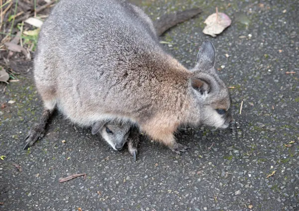 stock image the tammar wallaby has a joey in her pouch