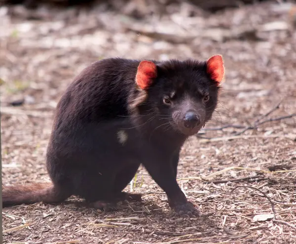 Los Demonios Tasmania Son Del Tamaño Perro Pequeño Los Demonios — Foto de Stock
