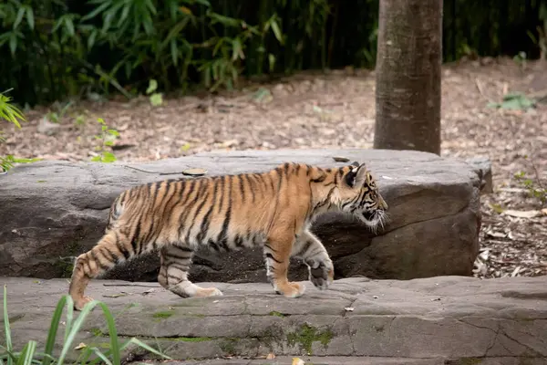 Tigerbabys Werden Mit All Ihren Streifen Geboren Und Trinken Die — Stockfoto