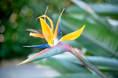 Turuncu ve mavi çiçekte iki sivri taç yaprağı ve beş mantar vardır..