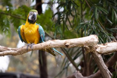 Mavi ve altın papağanın arka ve üst kuyruk tüyleri parlak mavidir; kuyruğun alt kısmı zeytin sarısıdır..