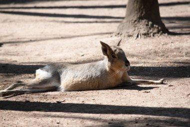 Patagonya tavşanı, Arjantin 'in orta ve güney bölgelerinde bulunan büyük bir kemirgen türüdür. Patagonya mağarası, saatte 20-25 mil hıza ulaşmasını sağlayan uzun bacaklara sahiptir.