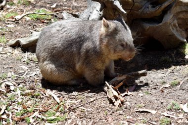 Yaygın Wombat 'ın parlak siyah bir burnu vardır, tıpkı bir köpek gibi. Kulakları nispeten küçük, üçgen ve biraz yuvarlaktır.