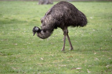 Emus 'lar koyu kahverengiden gri-kahverengi ve siyah uçlu ilkel tüylerle kaplıdır. Emu 'nun boynu mavimsi siyah ve tüysüz..