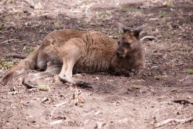Kanguru Adası Kangurusu 'nun göbeğinin altında beyaz, açık kahverengi bir vücudu vardır. Ayrıca siyah ayakları ve pençeleri var.