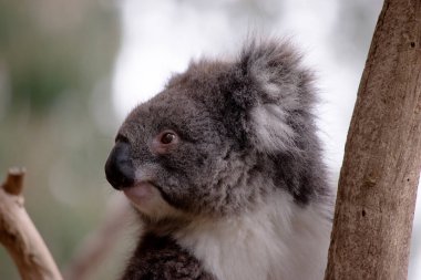 Koala 'nın büyük yuvarlak bir kafası, büyük tüylü kulakları ve büyük siyah bir burnu var. Kürkleri genellikle gri-kahverengidir. Göğsünde, iç kollarında, kulaklarında ve altında beyaz kürkleri vardır..