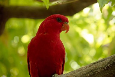 Kırmızı lori çoğunlukla kırmızıdır ve üst gövdenin tüm tüyleri kırmızıdır. Sırtında kırmızı, mavi ve siyah lekeler var., 