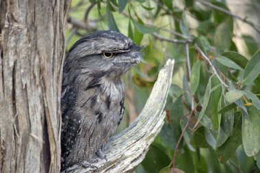 Tawny-frogmouth 'un benekli gri, beyaz, siyah ve paslı tüyleri var. Tüy desenleri ölü ağaç dallarını taklit etmelerine yardımcı oluyor. Tüyleri yumuşaktır, baykuşlarınki gibi.,