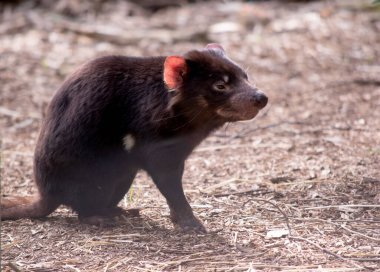 Tazmanya Şeytanları küçük bir köpek büyüklüğündedir. Şeytanların göğüslerinde büyük beyaz bir şerit ve sırtlarında garip bir çizgi vardır..