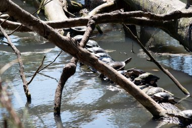 Doğu Uzun Boylu Kaplumbağa aynı zamanda yılan boyunlu kaplumbağa olarak da bilinir.. 