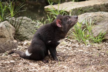 Tazmanya iblislerinin göğüslerinde büyük beyaz bir şerit ve sırtlarında garip bir çizgi vardır..