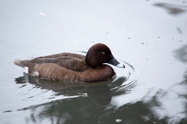 Hardhead ördeğinin de kahverengi bir vücudu ve beyaz bir alt tarafı vardır. Gagasında beyaz bir göz ve mavi bir uç var.