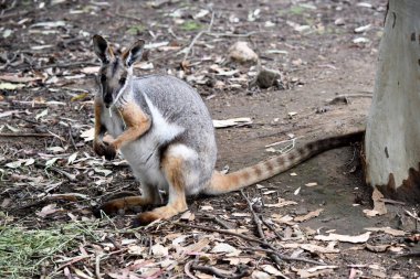 Sarı ayaklı kaya valabisi beyaz yanak çizgisi ve turuncu kulaklarıyla parlak renklidir. Üzerinde beyaz bir yan şerit ve kahverengi ve beyaz bir kalça çizgisi ile geyik grisidir..