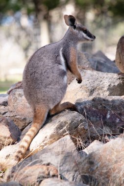 Sarı ayaklı kaya valabisi beyaz yanak çizgisi ve turuncu kulaklarıyla parlak renklidir..
