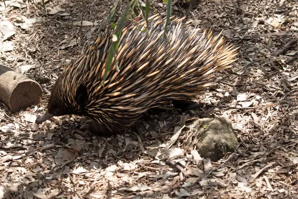 Kısa burunlu ekidne güçlü pençeli ayakları ve kahverengimsi bir vücudun üst kısmında dikenleri vardır..