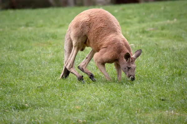 stock image Male red kangaroos have red-brown fur. They have shortened upper limbs with clawed paws.