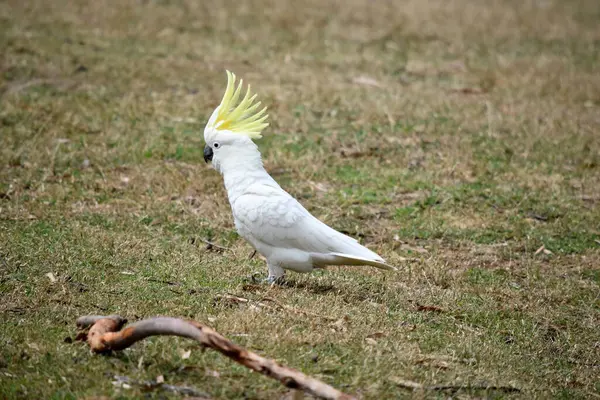 Θειάφι Του Παπαγάλου Είναι Ένα Λευκό Πουλί Κίτρινη Ακρολοφία — Φωτογραφία Αρχείου