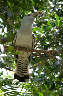 Kanal gagalı guguk kuşunun büyük solgun, eğri bir gagası, gri tüyleri (arkası ve kanatları daha koyu) ve uzun çubuklu kuyruğu vardır.