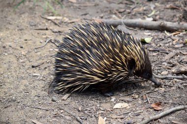 Kısa burunlu olanın sert pençeli ayakları ve kahverengimsi bir vücudun üst kısmında dikenleri vardır. Burnu dardır ve ağzı küçüktür, uzun ve yapışkan bir dili vardır.