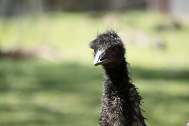 Emus 'lar koyu kahverengiden gri-kahverengi ve siyah uçlu ilkel tüylerle kaplıdır. Emu 'nun boynu mavimsi siyah ve tüysüz..