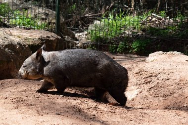 Kıllı burunlu Wombatların daha yumuşak kürkleri, daha uzun ve sivri kulakları ve ince bıyıklı daha geniş ağızlıkları vardır..