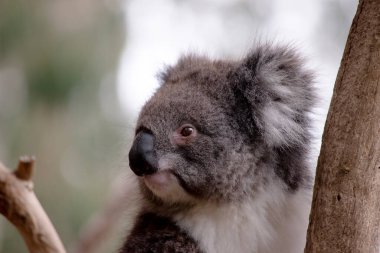 Koala 'nın büyük yuvarlak bir kafası, büyük tüylü kulakları ve büyük siyah bir burnu var. Kürkleri genellikle gri-kahverengidir. Göğsünde, iç kollarında, kulaklarında ve altında beyaz kürkleri vardır..