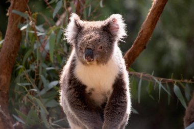 Koala 'nın büyük yuvarlak bir kafası, büyük tüylü kulakları ve büyük siyah bir burnu var. Kürkleri genellikle gri-kahverengidir. Göğsünde, iç kollarında, kulaklarında ve altında beyaz kürkleri vardır..