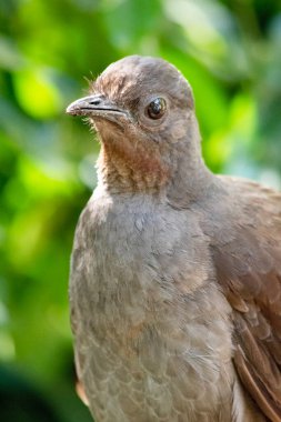 Lir kuşunun süslü bir kuyruğu vardır. Özel kıvrımlı tüyleri vardır. Lir şeklini alırlar..