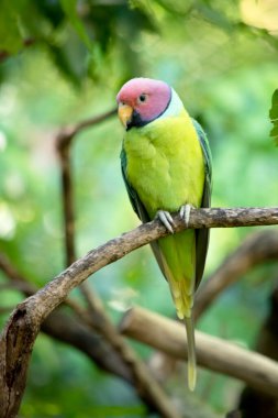 The plum-headed parakeet is a mainly green parrot. The male has a red head  clipart